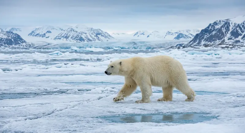 Oso polar caminando sobre el hielo marino del Ártico